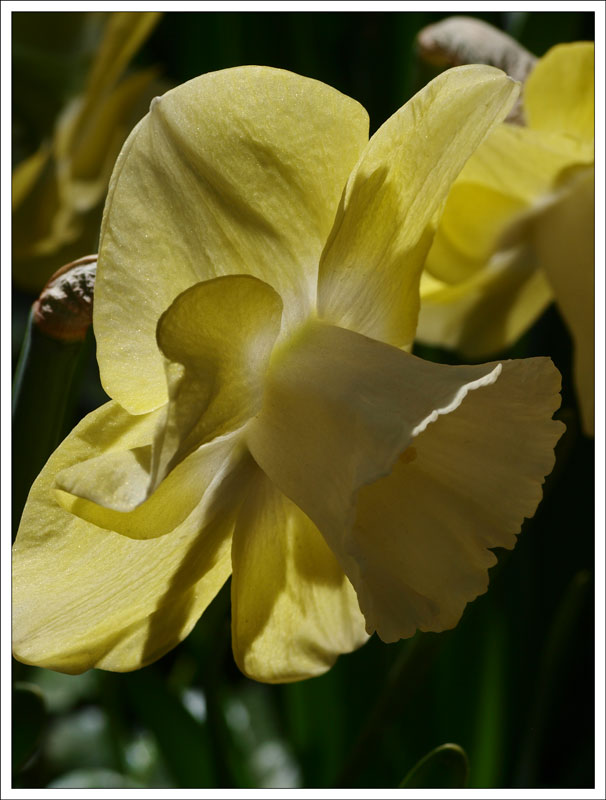 39_Narcissus.jpg