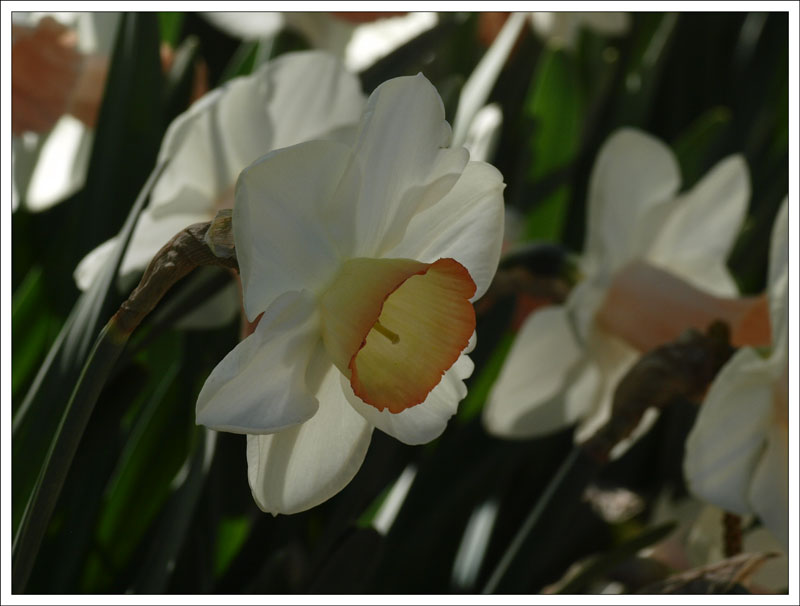 45_Narcissus.jpg