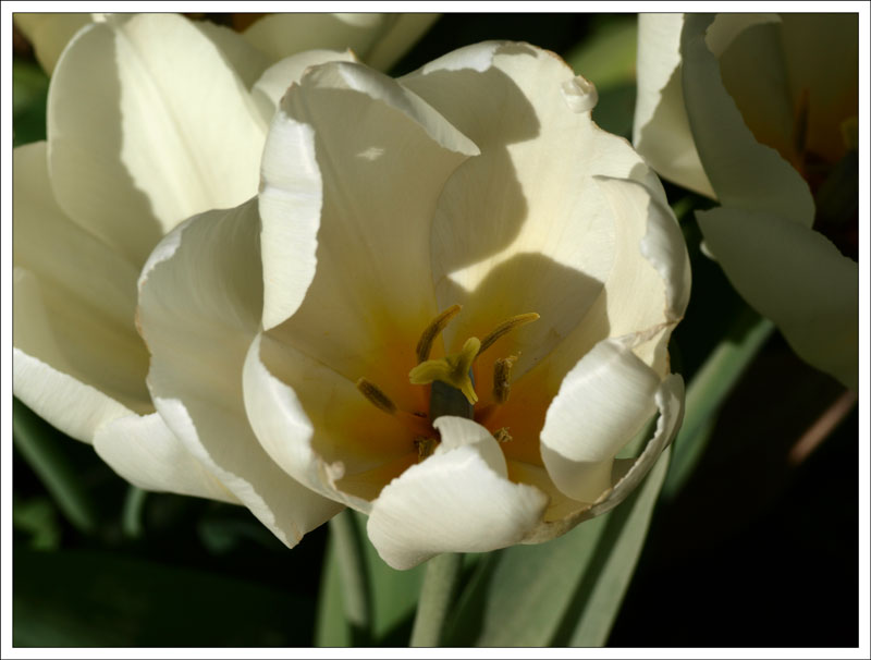 75_Tulipa.jpg