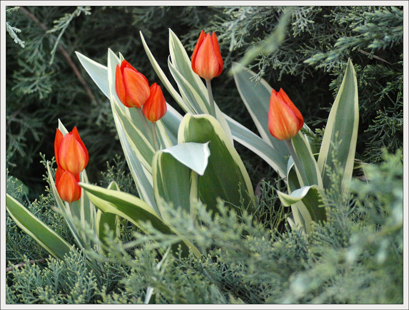 179_Tulipa.jpg