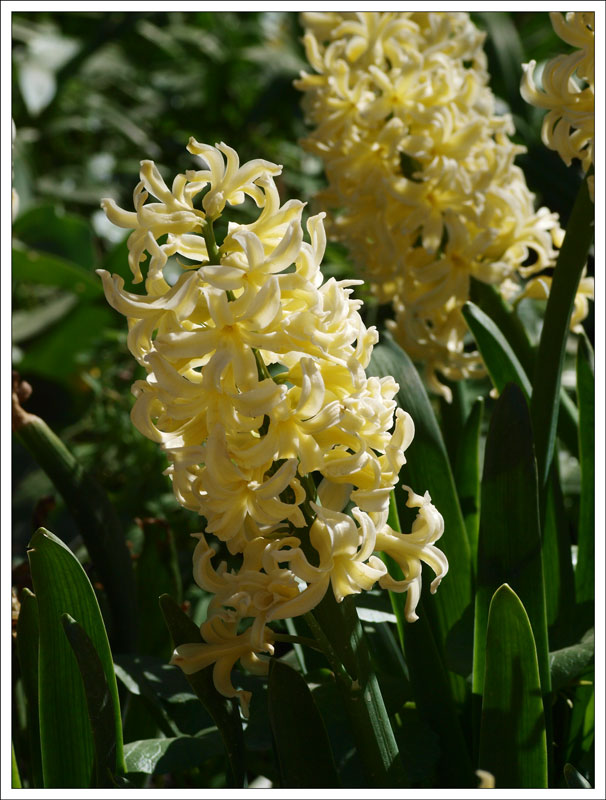 40_Hyacinthus.jpg