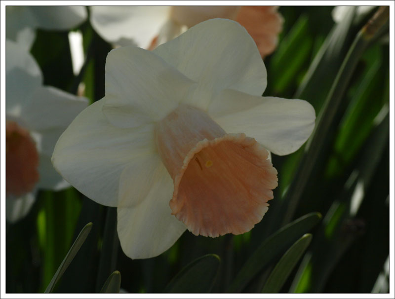 46_Narcissus.jpg