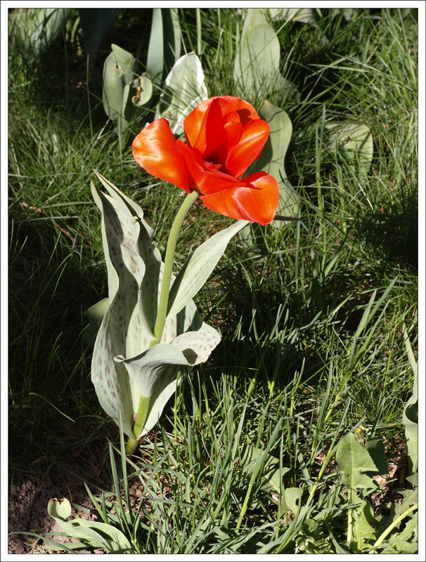 138_Tulipa.jpg