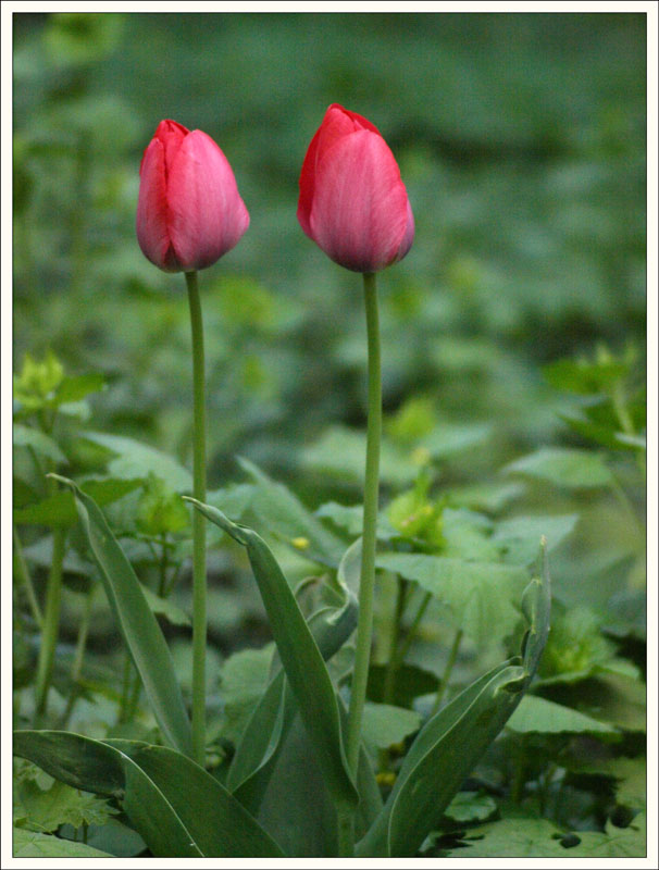 198_Tulipa.jpg