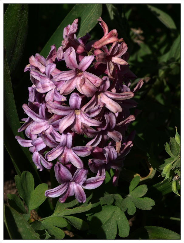66_Hyacinthus.jpg