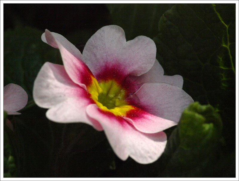 115_Flower.jpg