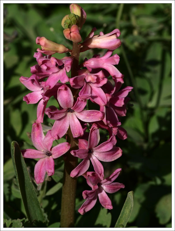 67_Hyacinthus.jpg