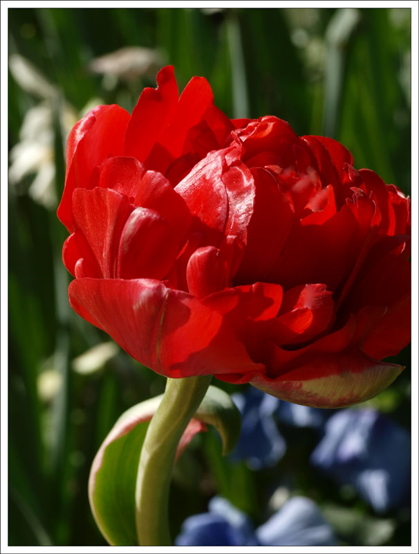 78_Tulipa.jpg