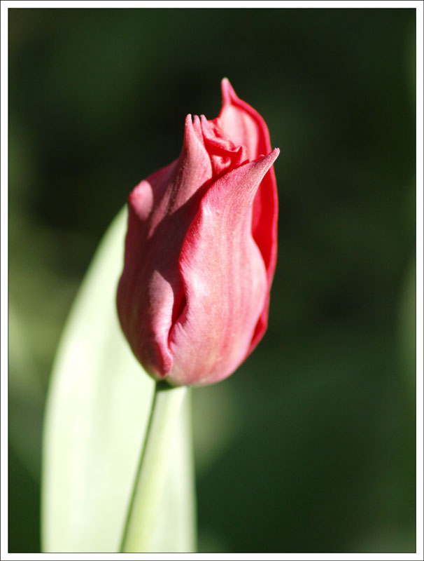 175_Tulipa.jpg