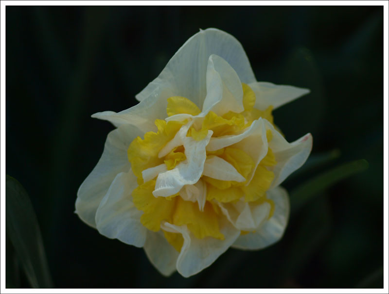 43_Narcissus.jpg