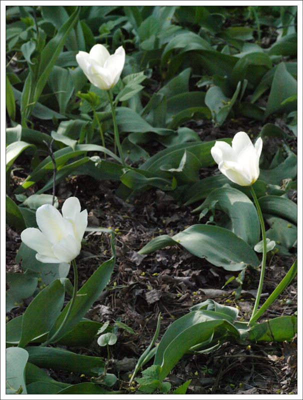96_Tulipa.jpg