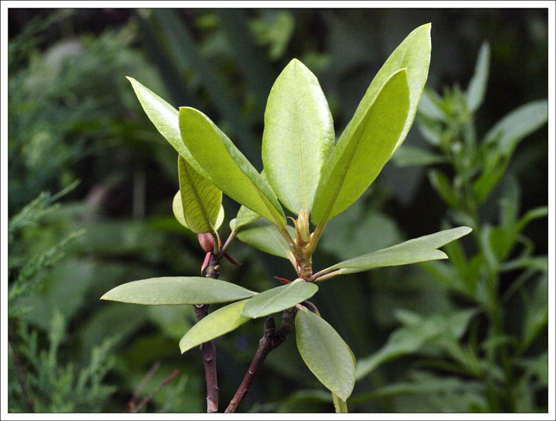 16-55_Rhododendron.jpg