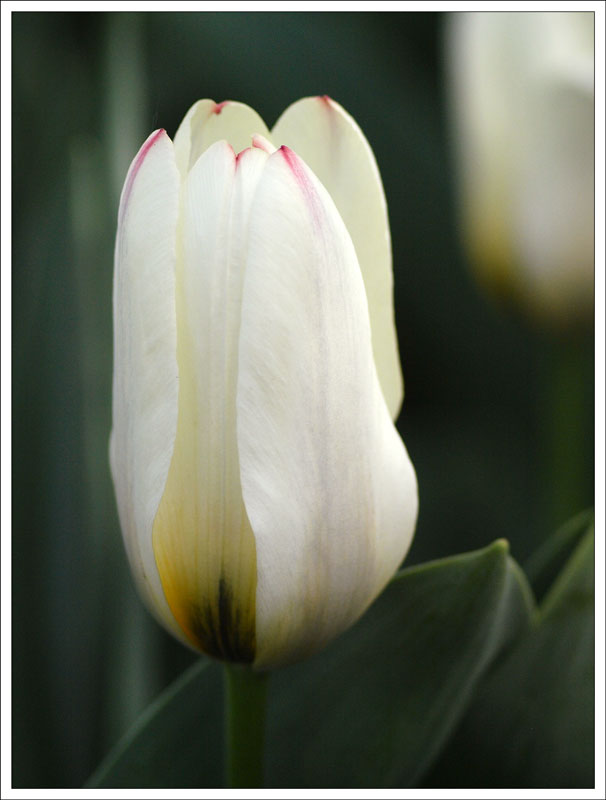 147_Tulipa.jpg