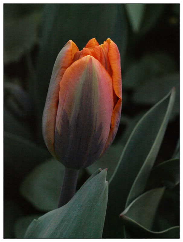 21_Tulipa.jpg