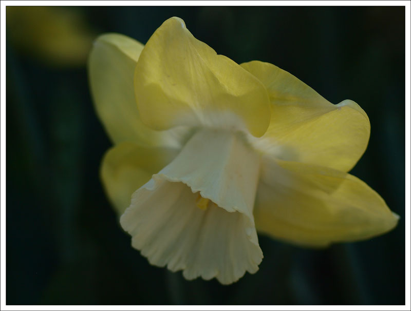 25_Narcissus.jpg