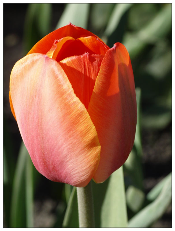 86_Tulipa.jpg