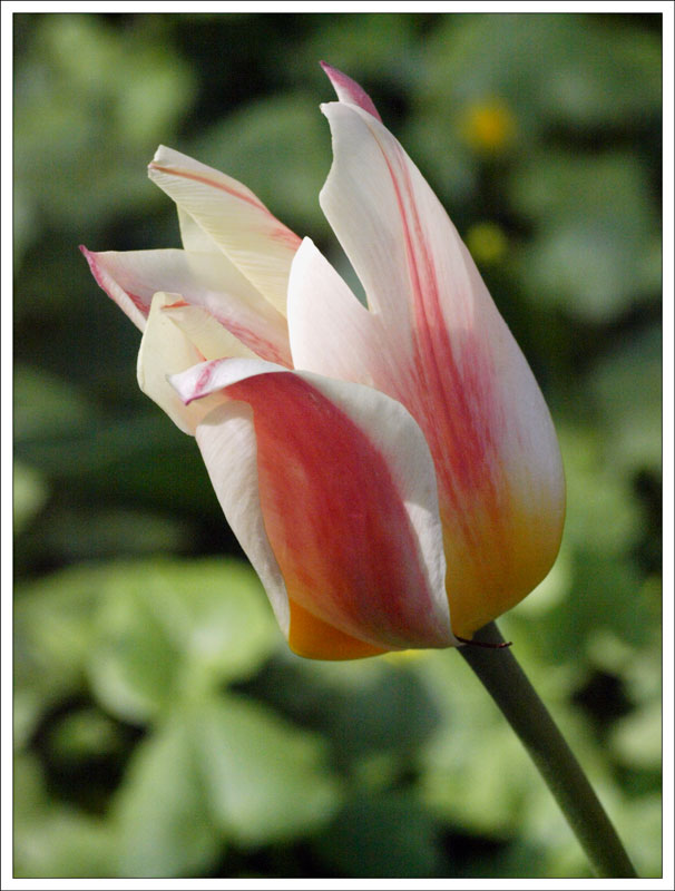 150_Tulipa.jpg