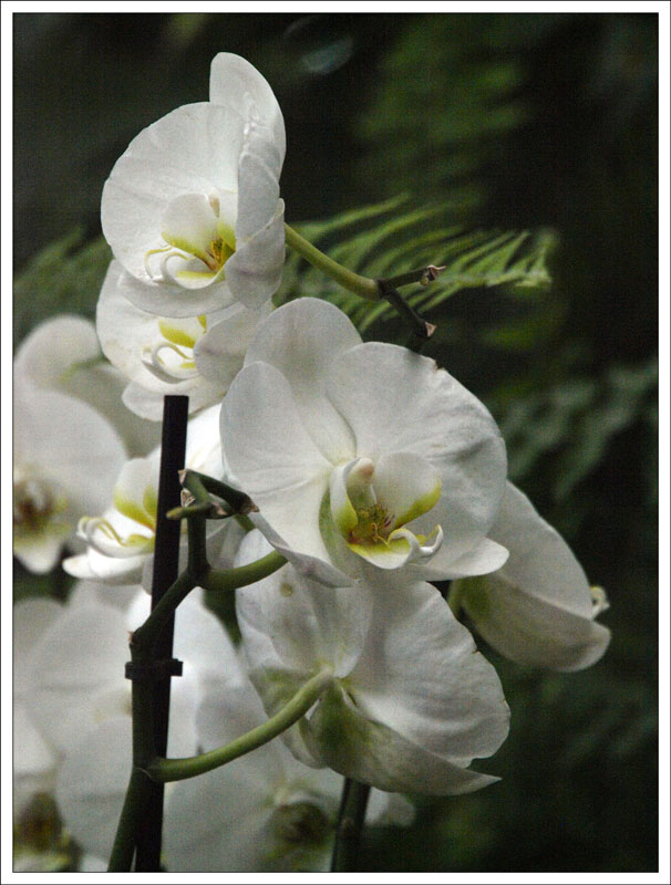 15-150_Orchidaceae.jpg