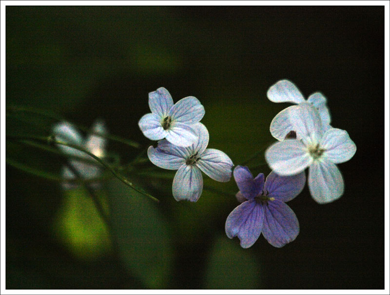 14-19_Flowers.jpg