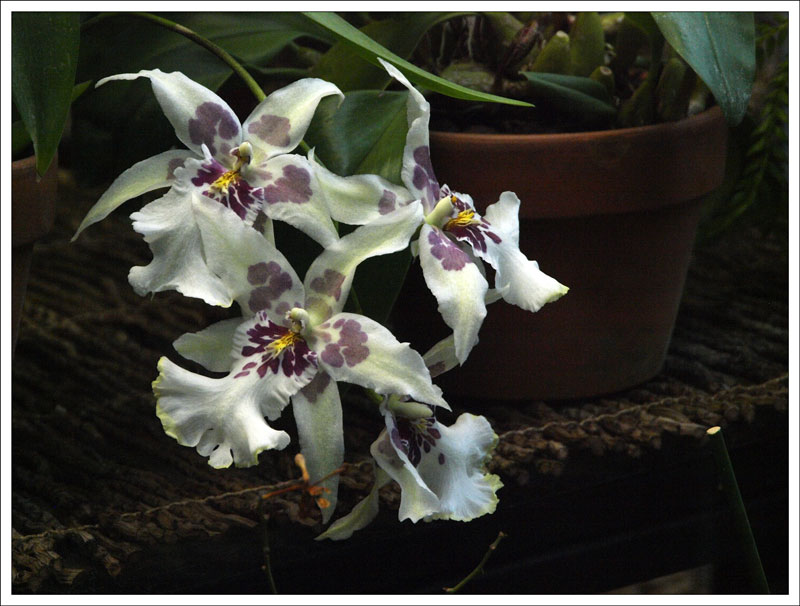 15-144_Orchidaceae.jpg