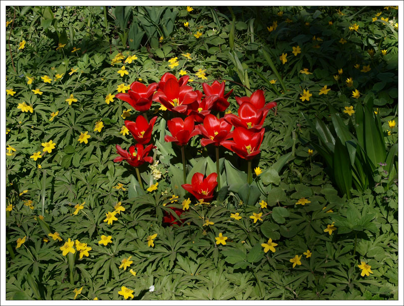 08_Tulipa.jpg