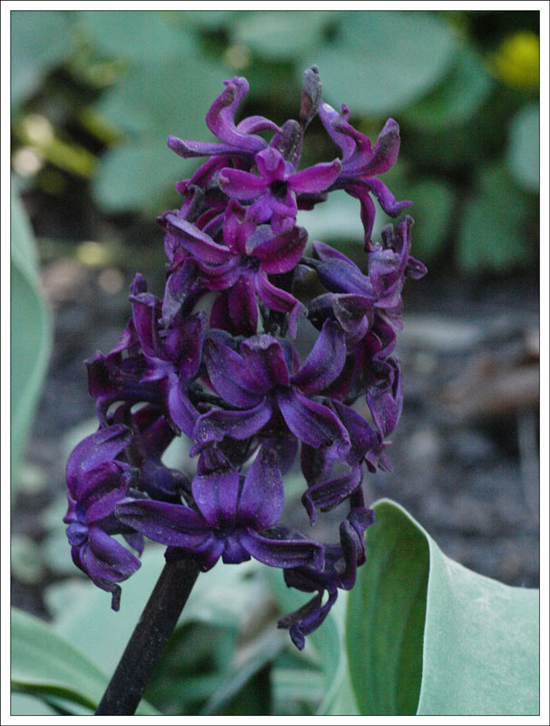 31_Hyacinthus.jpg