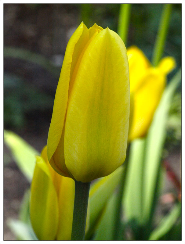 88_Tulipa.jpg
