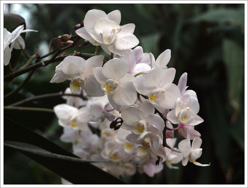 15-145_Orchidaceae.jpg