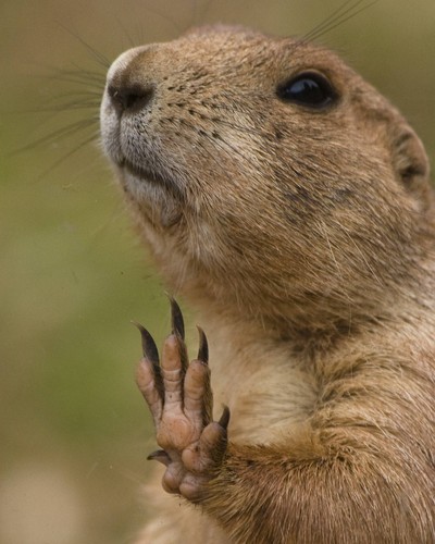 talk to the hand marmot.jpeg