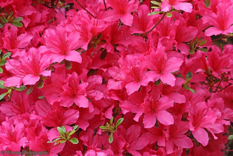 27989-Pink-Azalea-flowers.jpg