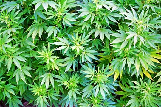 marijuana-weed-plant.jpg