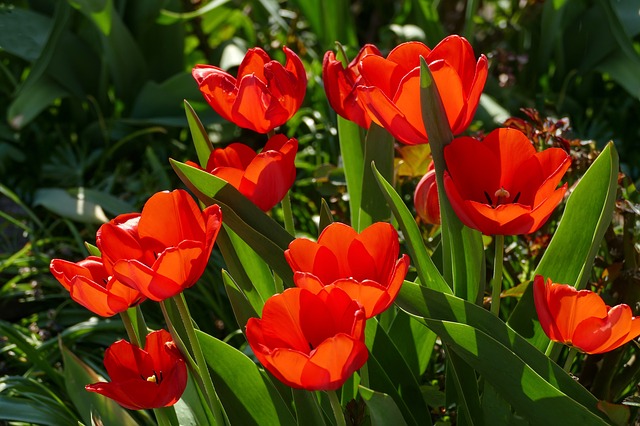 red-tulips-3360729_640.jpg