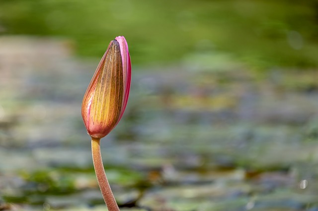 water-lily-3357133_640.jpg