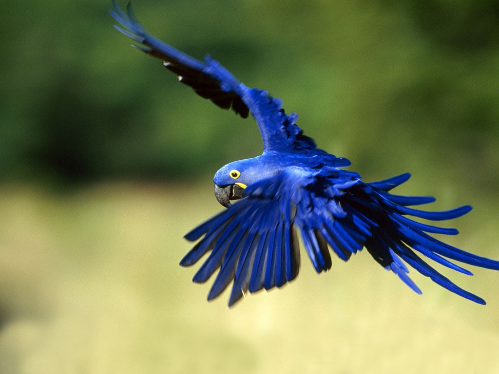 parrot-blue-775929.jpg