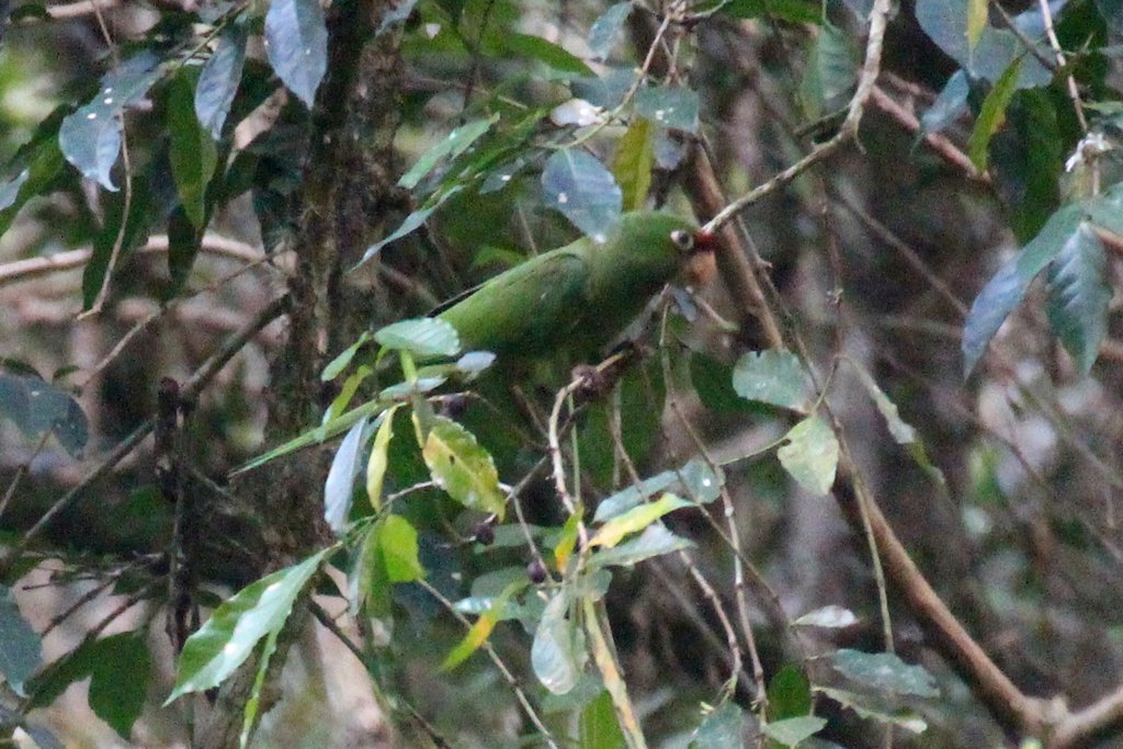 Краснолицая аратинга (Psittacara