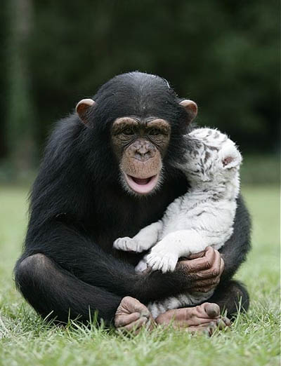 cute-tiger-and-chimp.jpg