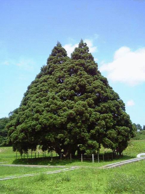 big-tree.jpg