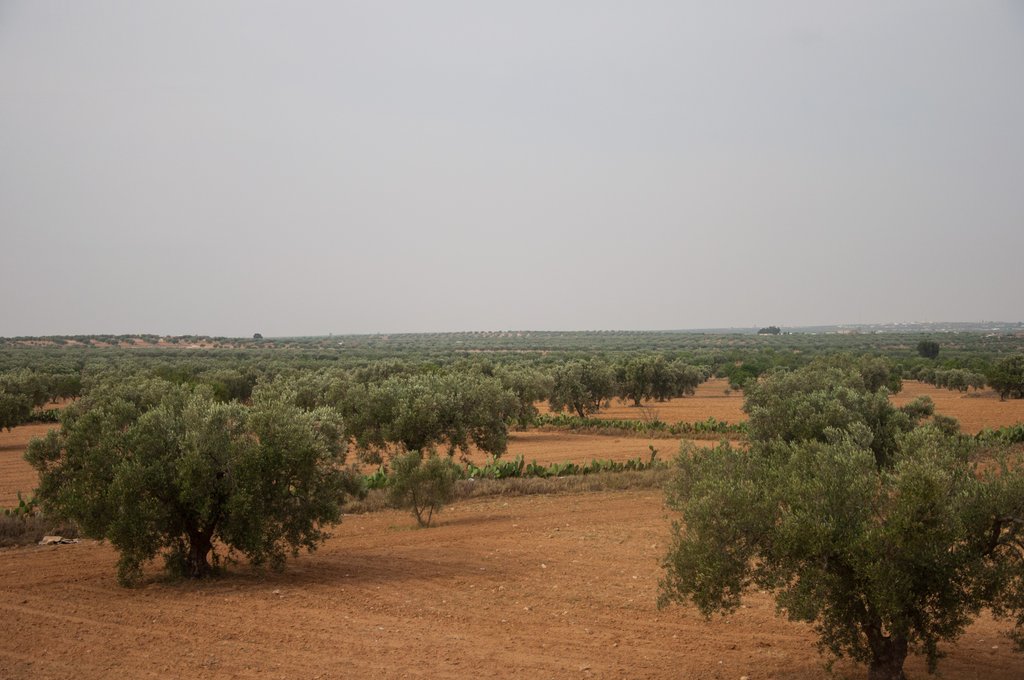 оливки (2 из 1).jpg